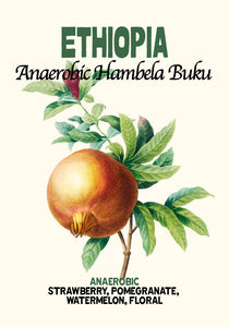 Ethiopia Anaerobic Hambela Buky