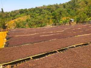 Ethiopia Yirgacheffe Abebe Godona