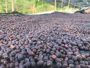 Ethiopia Yirgacheffe Abebe Godona