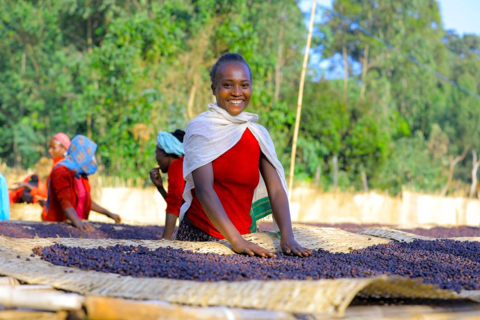 Ethiopia Yigarcheffe Halo Hartume