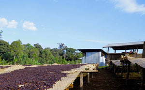 Ethiopia Yigarcheffe Halo Hartume