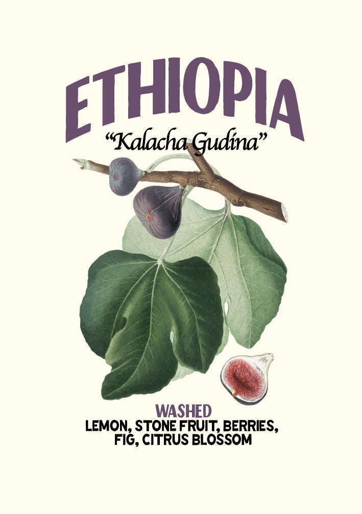 ETHIOPIA GUJI 2 WASHED FT-FLO/USA ORGANIC KALACHA GUDINA